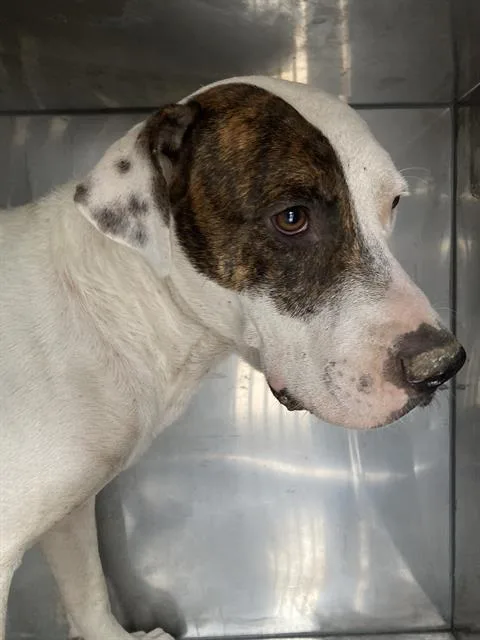 A young large-sized male Mixed Breed dog named Donny for adoption in Dallas, TX