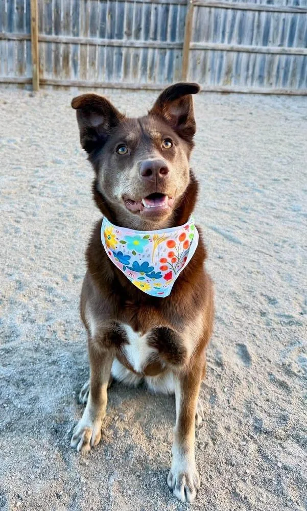 An adult medium-sized female Brown / Chocolate Mixed Breed dog named Addie for adoption in Grand Rapids, MI