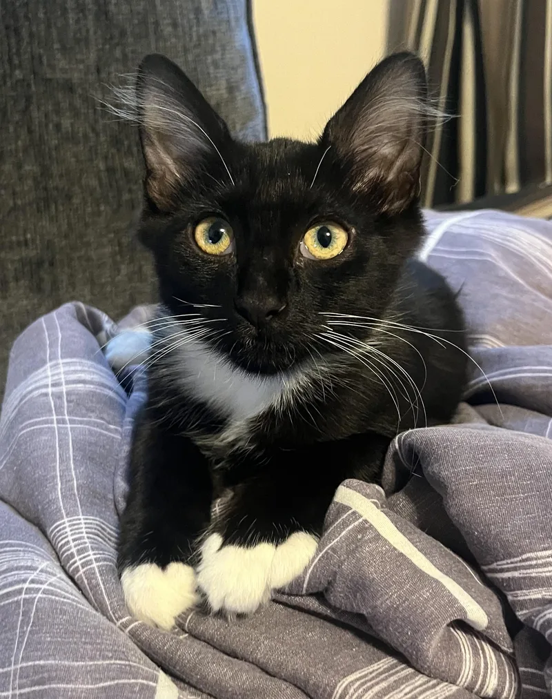 A baby medium-sized male Black & White / Tuxedo Domestic Short Hair cat named Mini Muffin for adoption in Breinigsville, PA