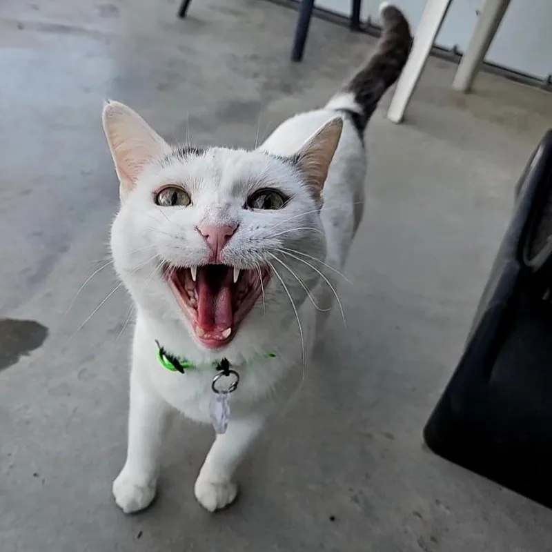 An adult medium-sized female White Domestic Short Hair cat named Nala for adoption in Lakewood, CO