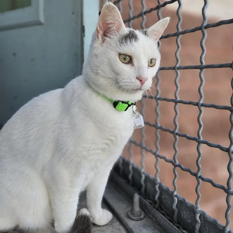 Nala thumbnail 2