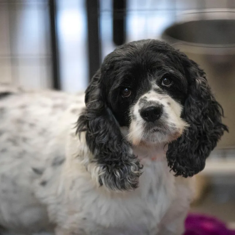 A senior small-sized female White / Cream Cocker Spaniel dog named Sunday for adoption in Peyton, CO