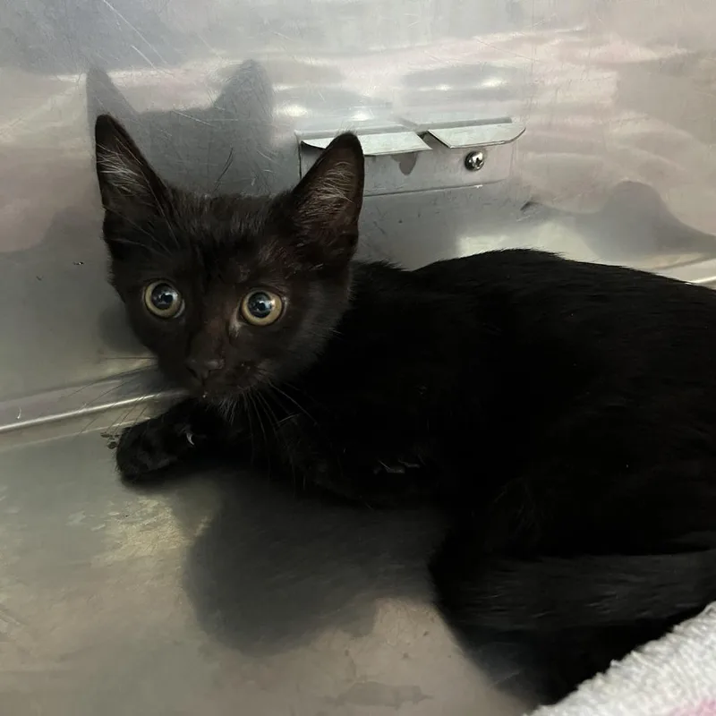 A baby small-sized male Black Domestic Short Hair cat named Finley for adoption in Harrisonburg, VA