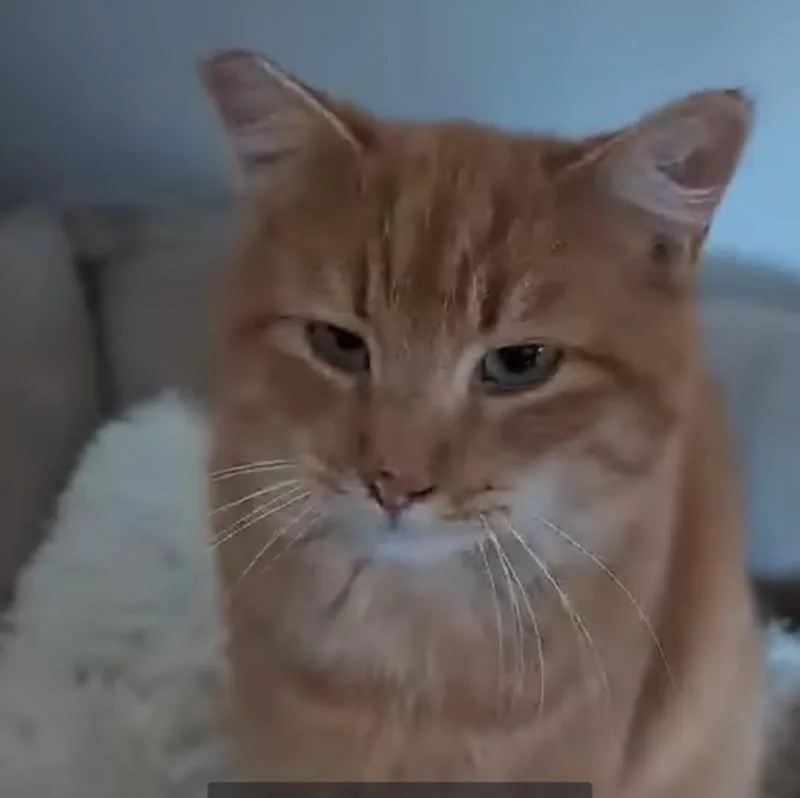 An adult medium-sized male Orange & White Domestic Short Hair cat named Aspen for adoption in Howard, PA