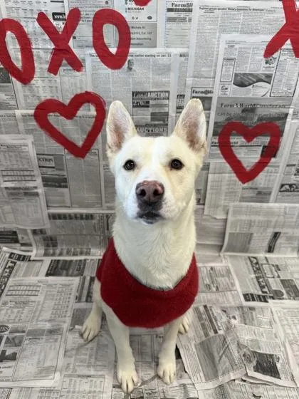 An adult large-sized male Mixed Breed dog named Maverick for adoption in Lafayette, IN
