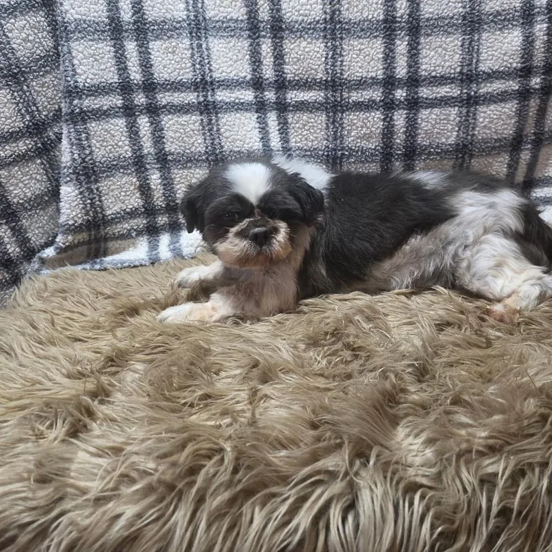 A senior small-sized male Black Shih Tzu dog named Tony for adoption in Rochester, MN