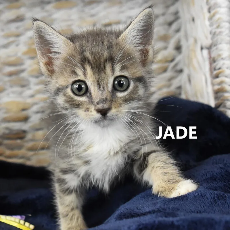 A baby small-sized female Gray / Blue / Silver Domestic Short Hair cat named Jade for adoption in Yuma, AZ