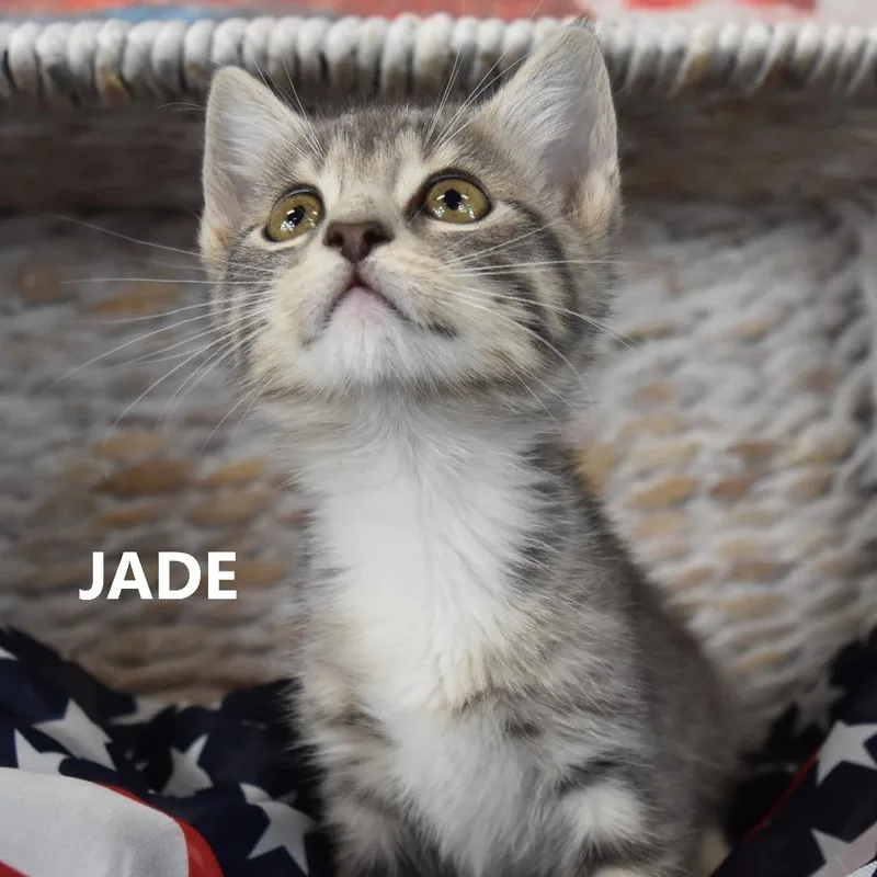 Jade thumbnail 2