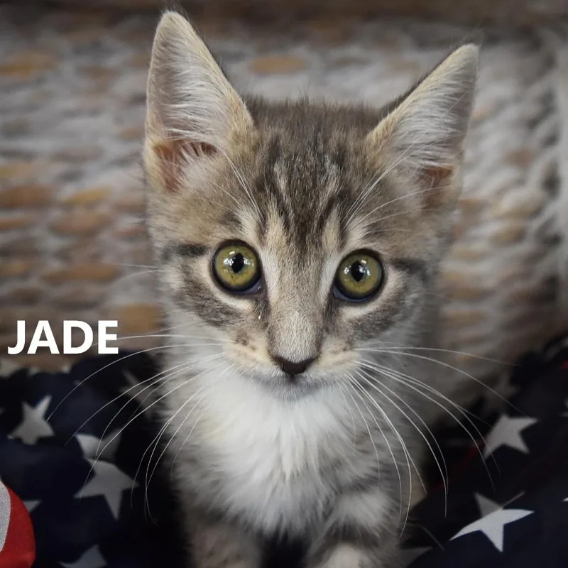 Jade thumbnail 3