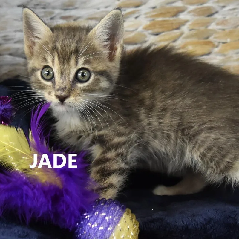 Jade thumbnail 4