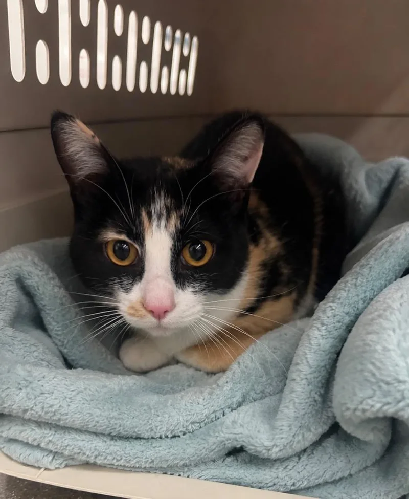 A baby medium-sized female Domestic Short Hair cat named Patches Banana Twirl for adoption in Fort Lupton, CO
