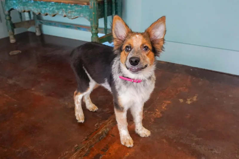 A young medium-sized female Australian Cattle Dog / Blue Heeler dog named Wilma for adoption in San Antonio, TX