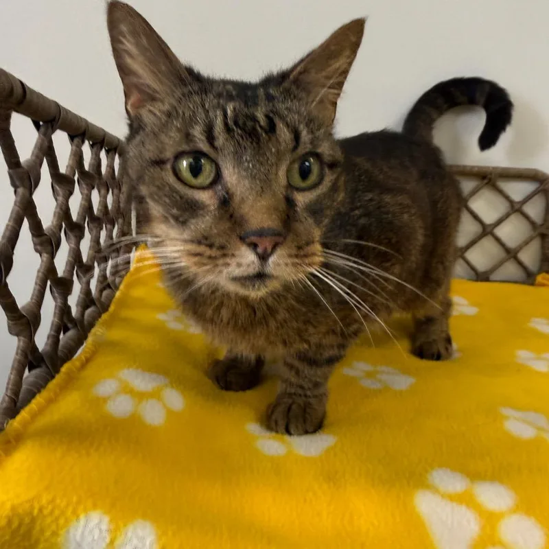 An adult medium-sized male Brown / Chocolate Domestic Short Hair cat named Grizzly for adoption in Houston, TX