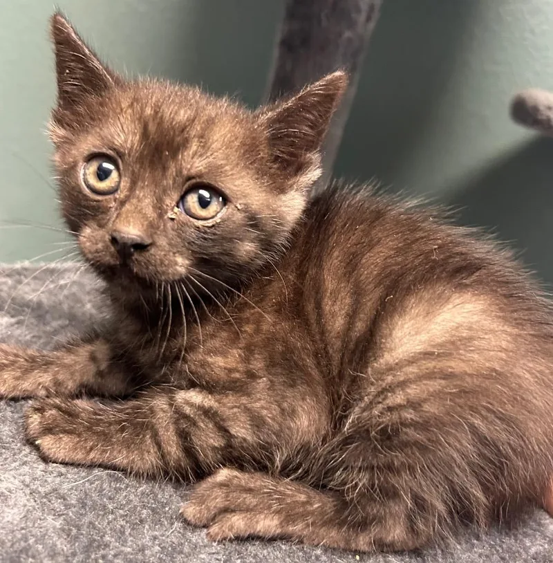 A baby medium-sized male Domestic Short Hair cat named Billy for adoption in Seven Points, TX