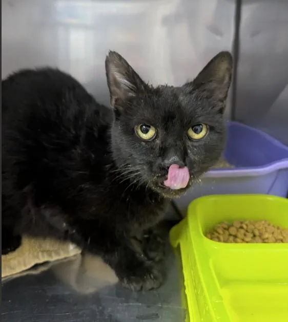 A young small-sized female Domestic Short Hair cat named Jade for adoption in Killeen, TX