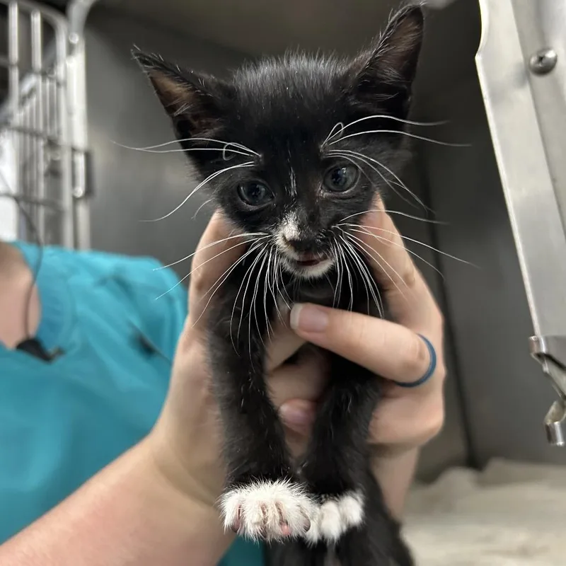 A baby small-sized female Black Domestic Short Hair cat named Big Foot for adoption in Galveston, TX