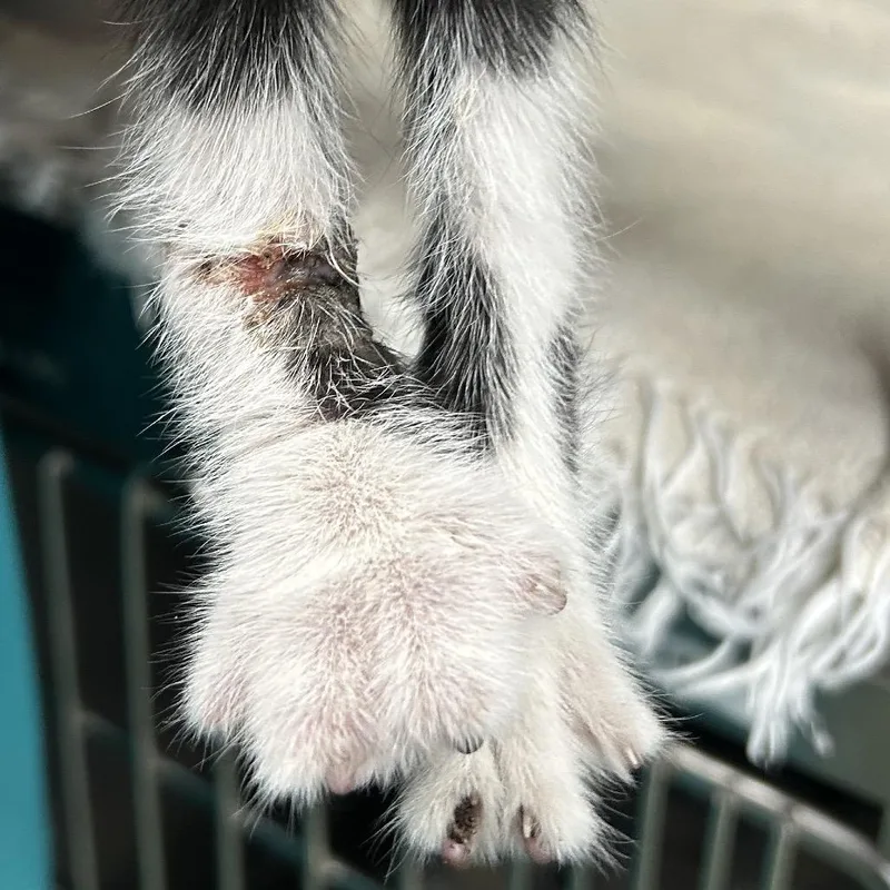 Big Foot thumbnail 2