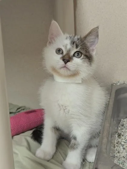 A baby small-sized male Domestic Short Hair cat named Crackle! I am for adoption in East Brookfield, MA