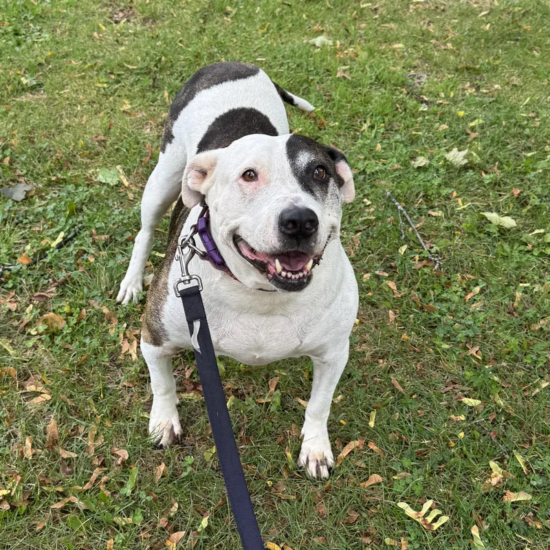 A senior large-sized female American Staffordshire Terrier dog named ADRIANNA Sweet Gentle for adoption in Clifton, NJ