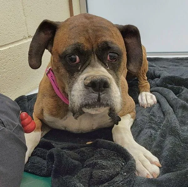 An adult large-sized female Boxer dog named Abby for adoption in Kennewick, WA