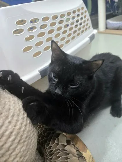 An adult medium-sized male Domestic Short Hair cat named Greg for adoption in Savannah, GA