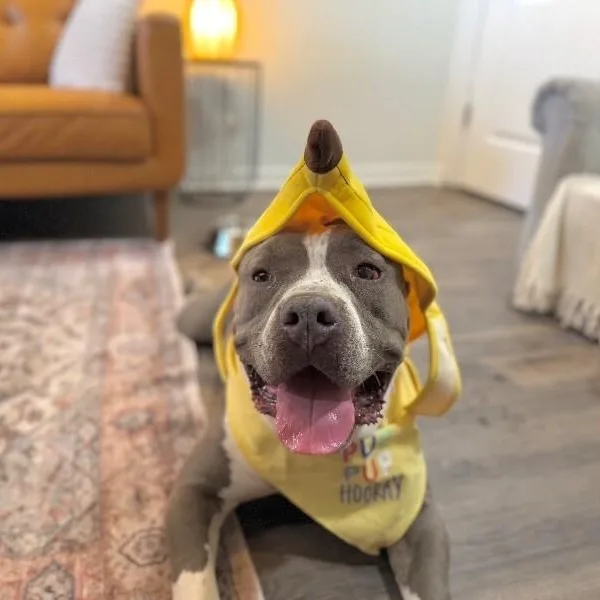 Meatball Most Gentle Boy