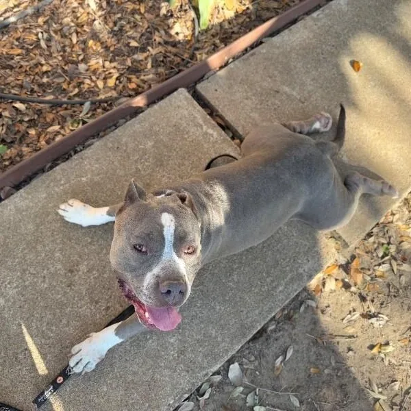Meatball Most Gentle Boy thumbnail 2