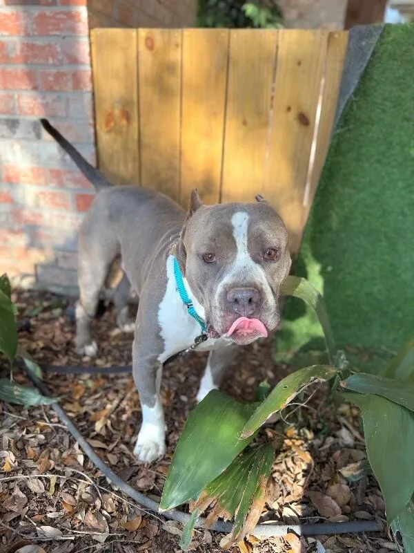 Meatball Most Gentle Boy thumbnail 3