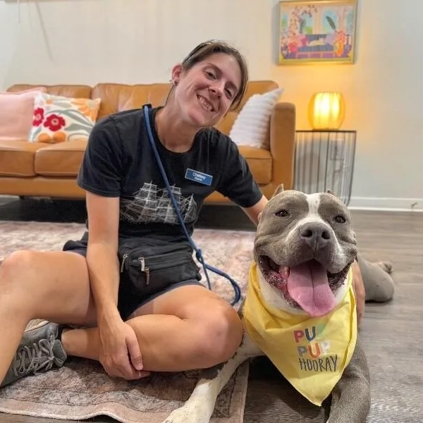 Meatball Most Gentle Boy thumbnail 4