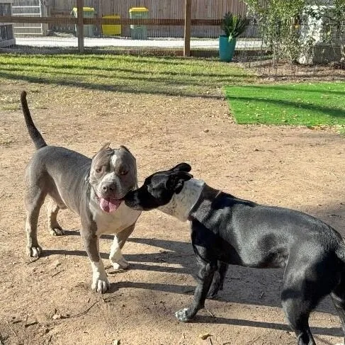 Meatball Most Gentle Boy thumbnail 5
