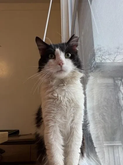 An adult medium-sized male Domestic Long Hair cat named Panda for adoption in Westland, MI