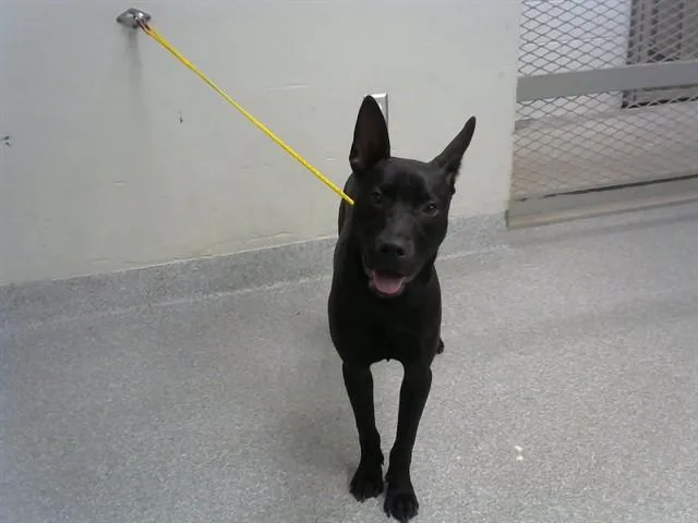 A young medium-sized male German Shepherd Dog dog named Stryder for adoption in Pasadena, TX