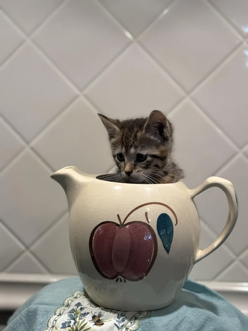 A young medium-sized female Tabby (Brown / Chocolate) Domestic Short Hair cat named Abby for adoption in Hemingway, SC