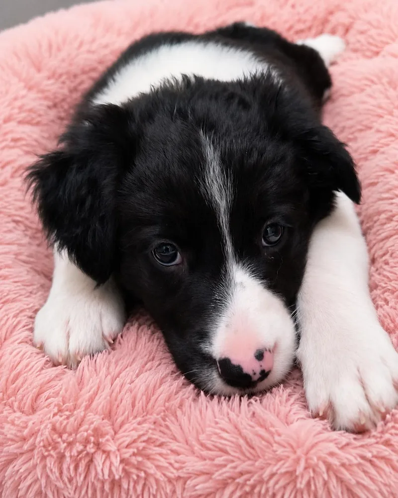 A baby medium-sized female Black Border Collie dog named Rosemary for adoption in Richmond, VA