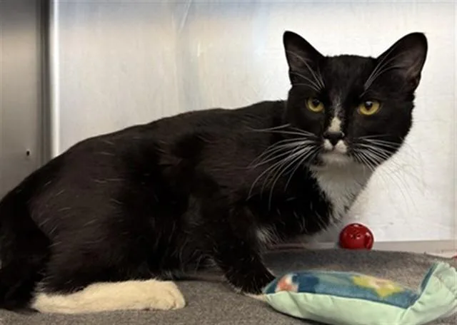 A young large-sized male Domestic Short Hair cat named Ascahire for adoption in Aurora, IL
