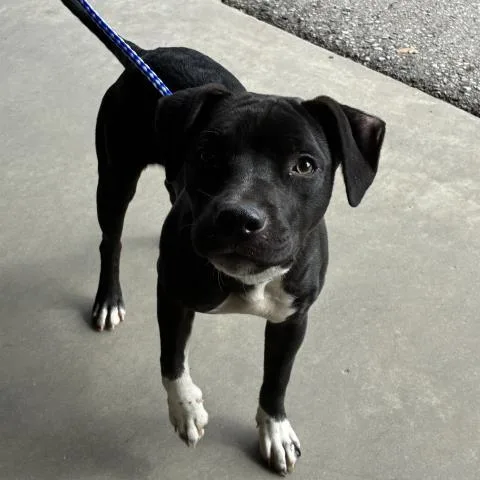 A young medium-sized female Mixed Breed dog named Rosalina for adoption in Pensacola, FL