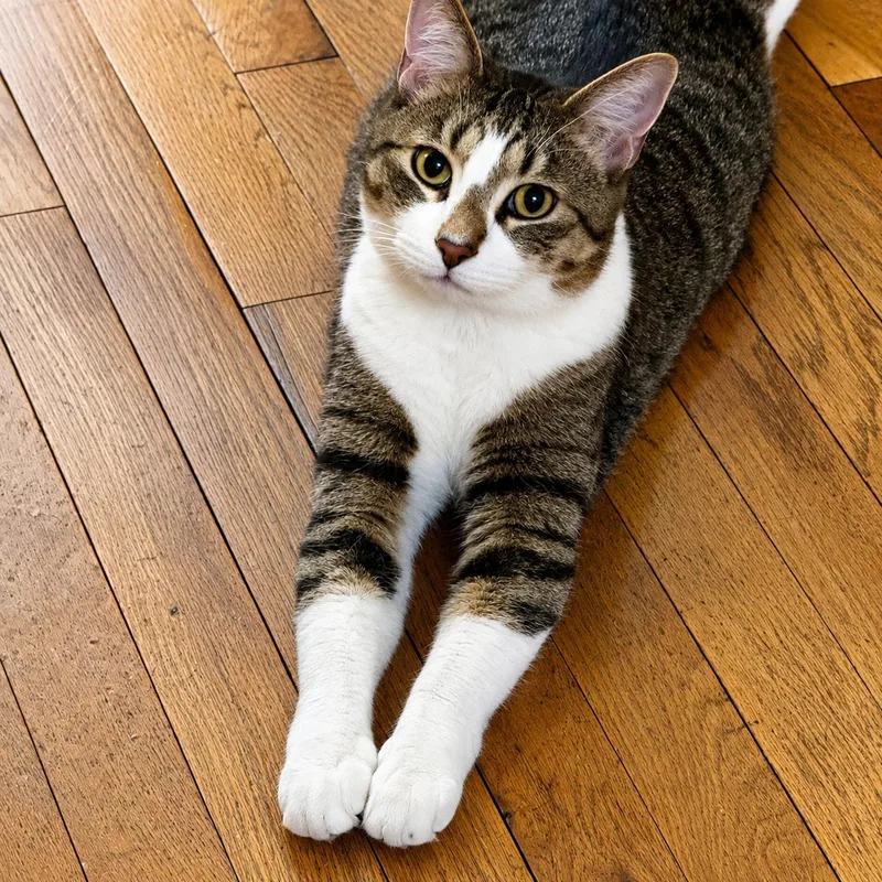 Poster The Sploot King thumbnail 3