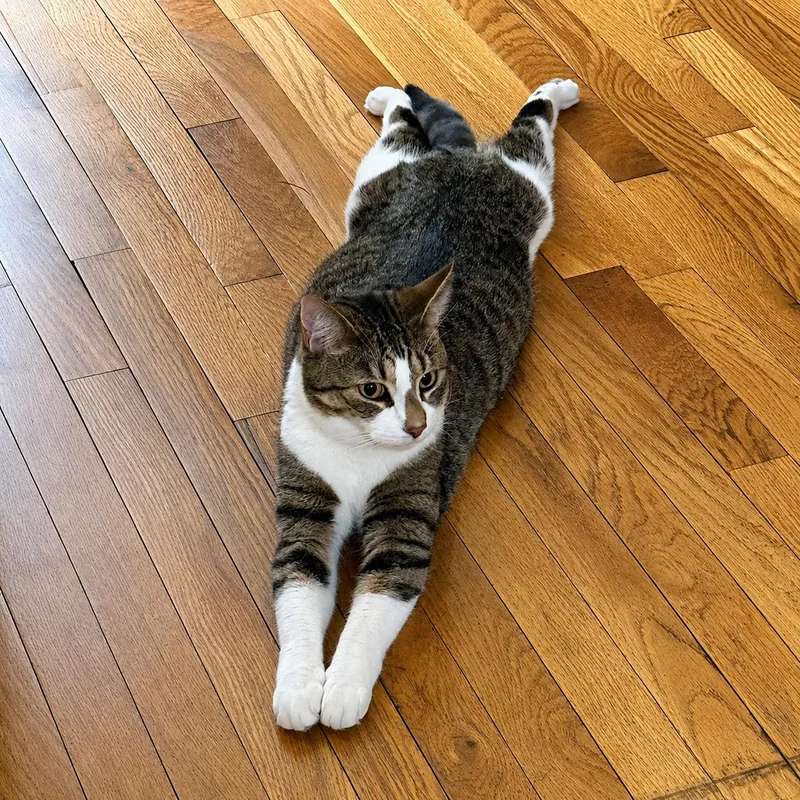 Poster The Sploot King thumbnail 5