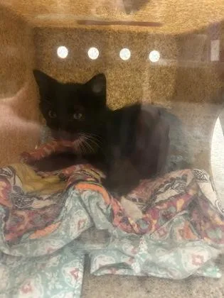 A baby small-sized male Domestic Short Hair cat named Sparrow for adoption in West Chester, PA