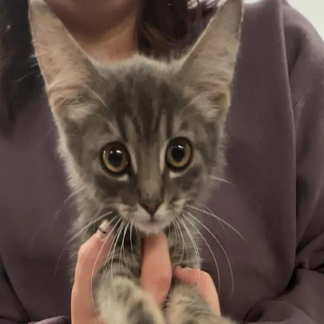 A baby small-sized male Gray / Blue / Silver Domestic Short Hair cat named Huey for adoption in Manhattan, KS
