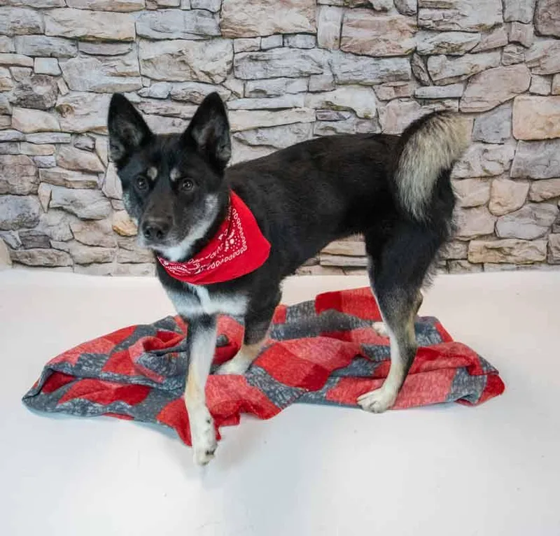 An adult medium-sized female Shepherd dog named Ophelia for adoption in Kennesaw, GA