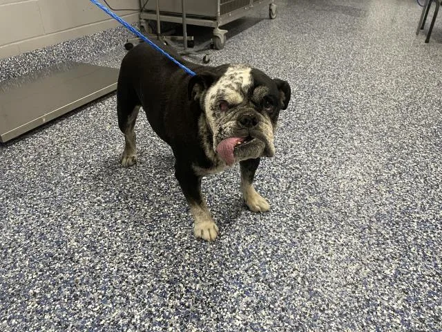An adult small-sized male American Bulldog dog named Nicky for adoption in Thousand Palms, CA