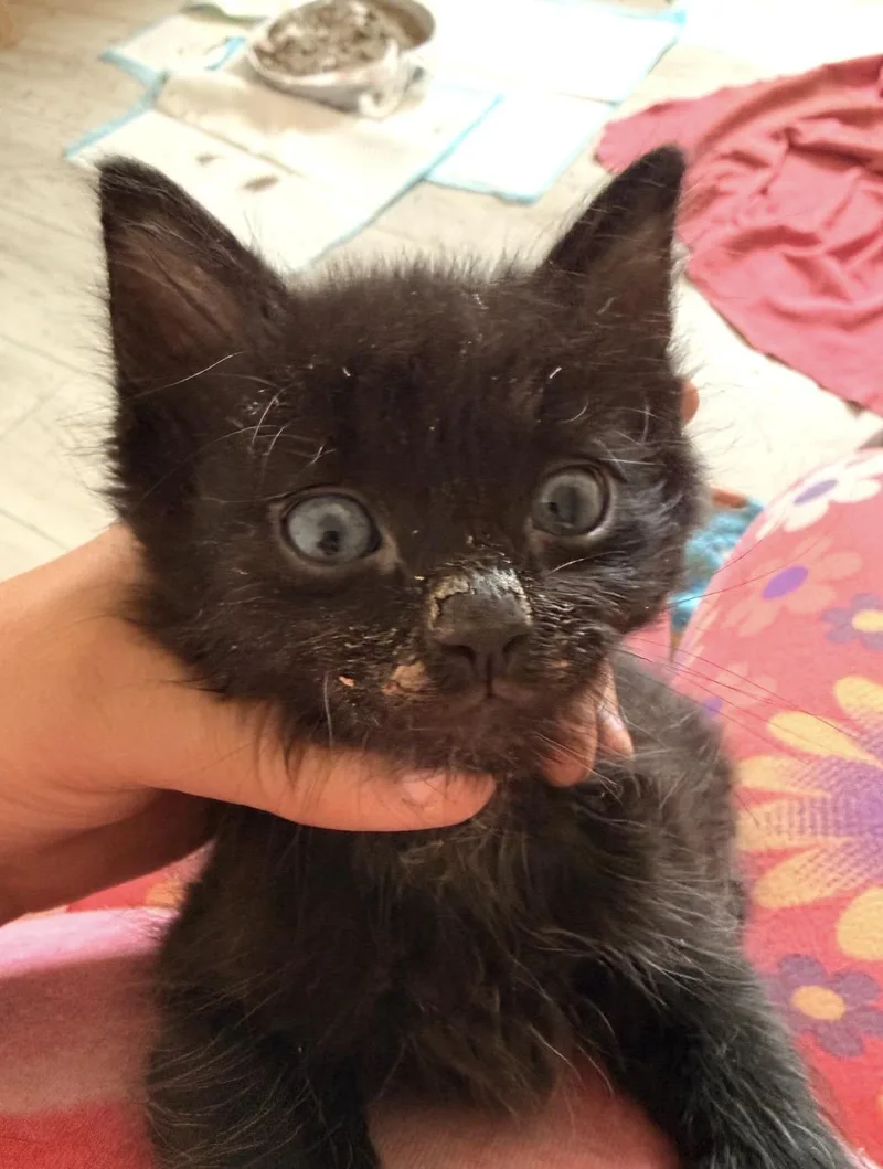 A baby small-sized female Black Domestic Short Hair cat named Fluffy for adoption in Deming, NM