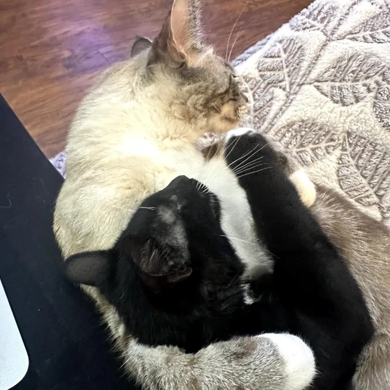 A baby small-sized male Black Domestic Short Hair cat named Marvin for adoption in Los Angeles, CA