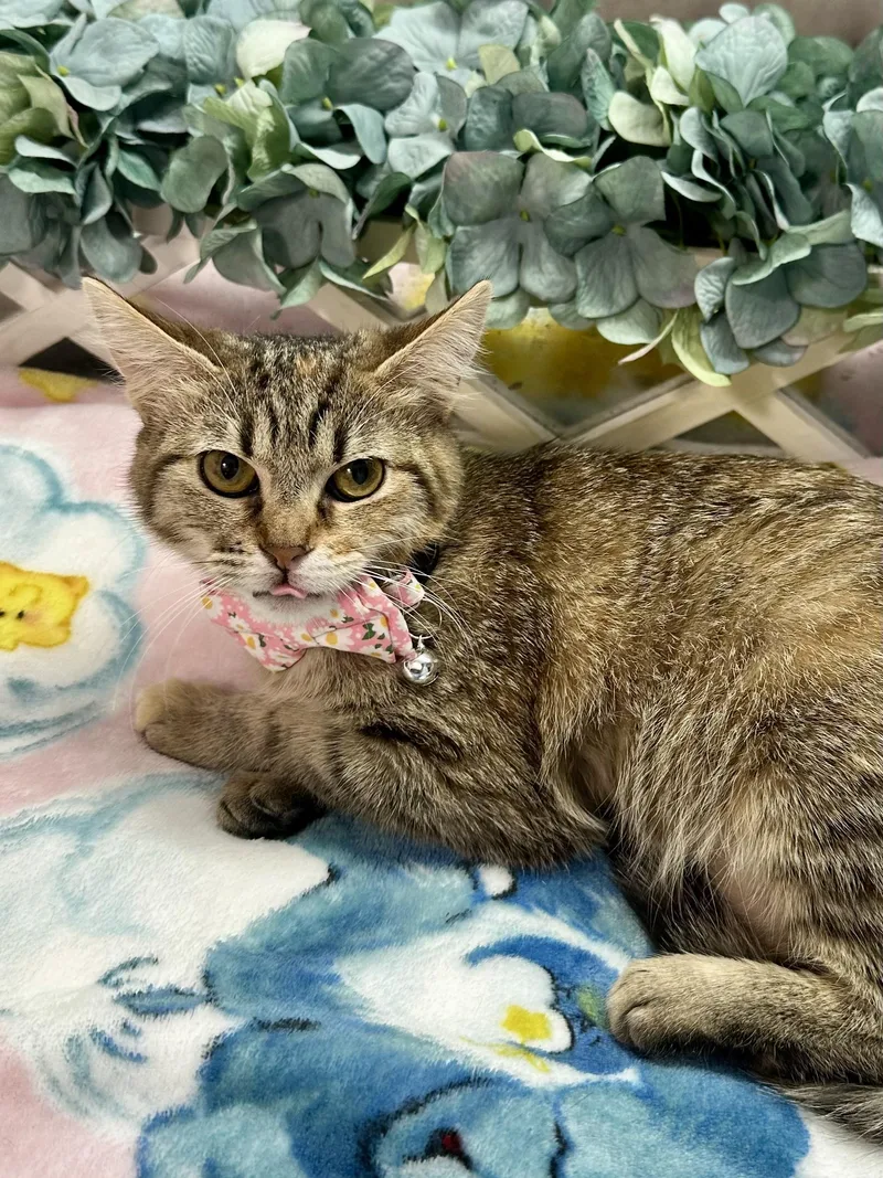 A young medium-sized female Tabby cat named Azulikuykendahl Petsmart Ds for adoption in Spring, TX