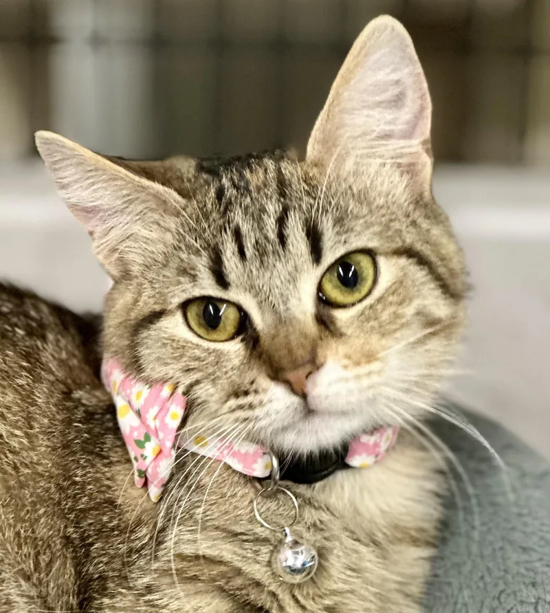 Azulikuykendahl Petsmart Ds thumbnail 2