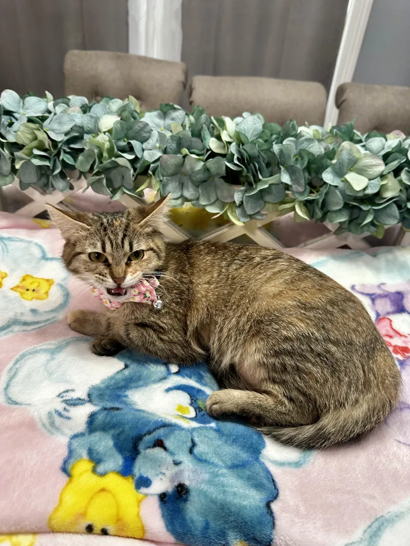 Azulikuykendahl Petsmart Ds thumbnail 3