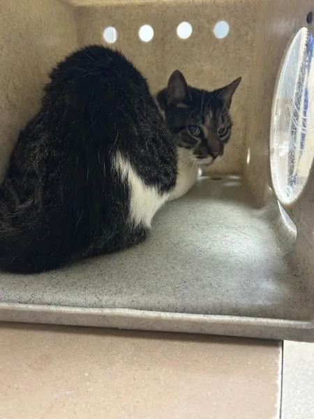 An adult medium-sized male Domestic Short Hair cat named Jasper for adoption in Virginia Beach, VA