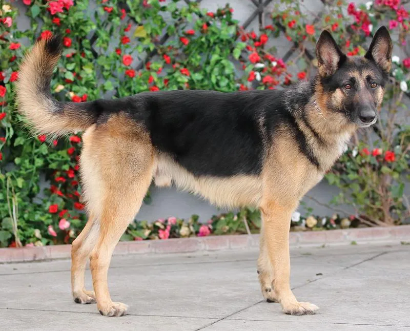 Monty Von Modautal thumbnail 4