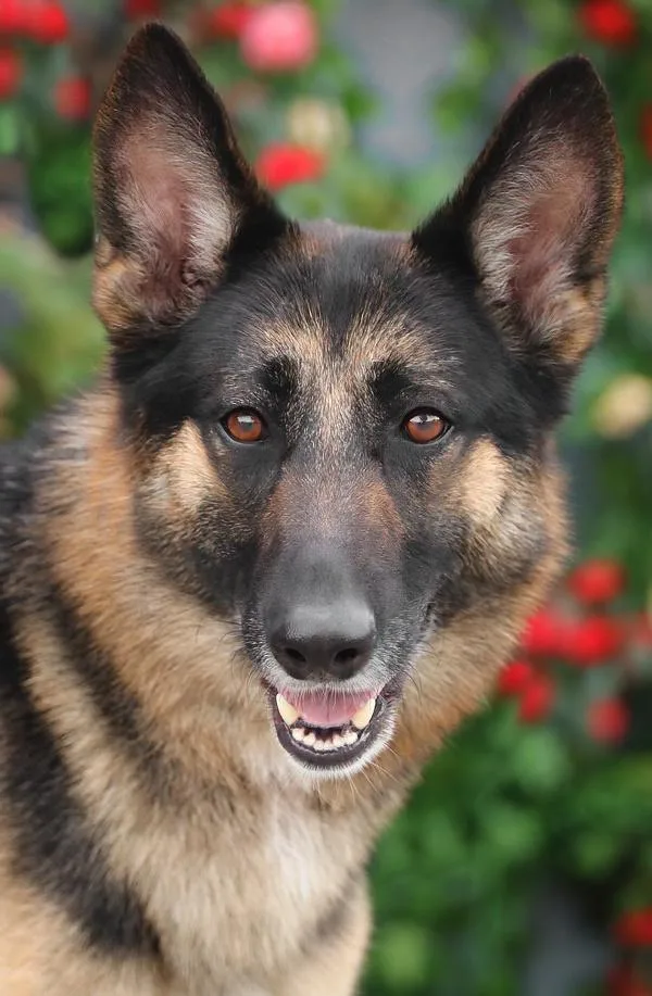 Monty Von Modautal thumbnail 5